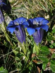 Hořec Cluisiův (Gentiana cluisii Perr. et Songeon)