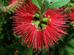 Štětkovec tuhý (Callistemon rigidus (Sol. ex Gaertn.) G. Don)