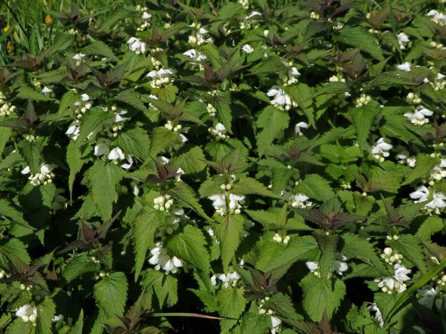 Hluchavka bílá (Lamium album L.)