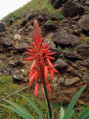 Aloe stromovitá (Aloe arborescens Mill.)