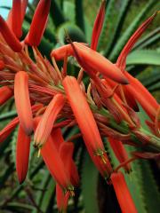 Aloe stromovitá (Aloe arborescens Mill.)