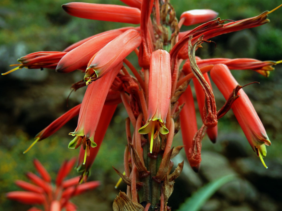 Aloe stromovitá (Aloe arborescens Mill.)