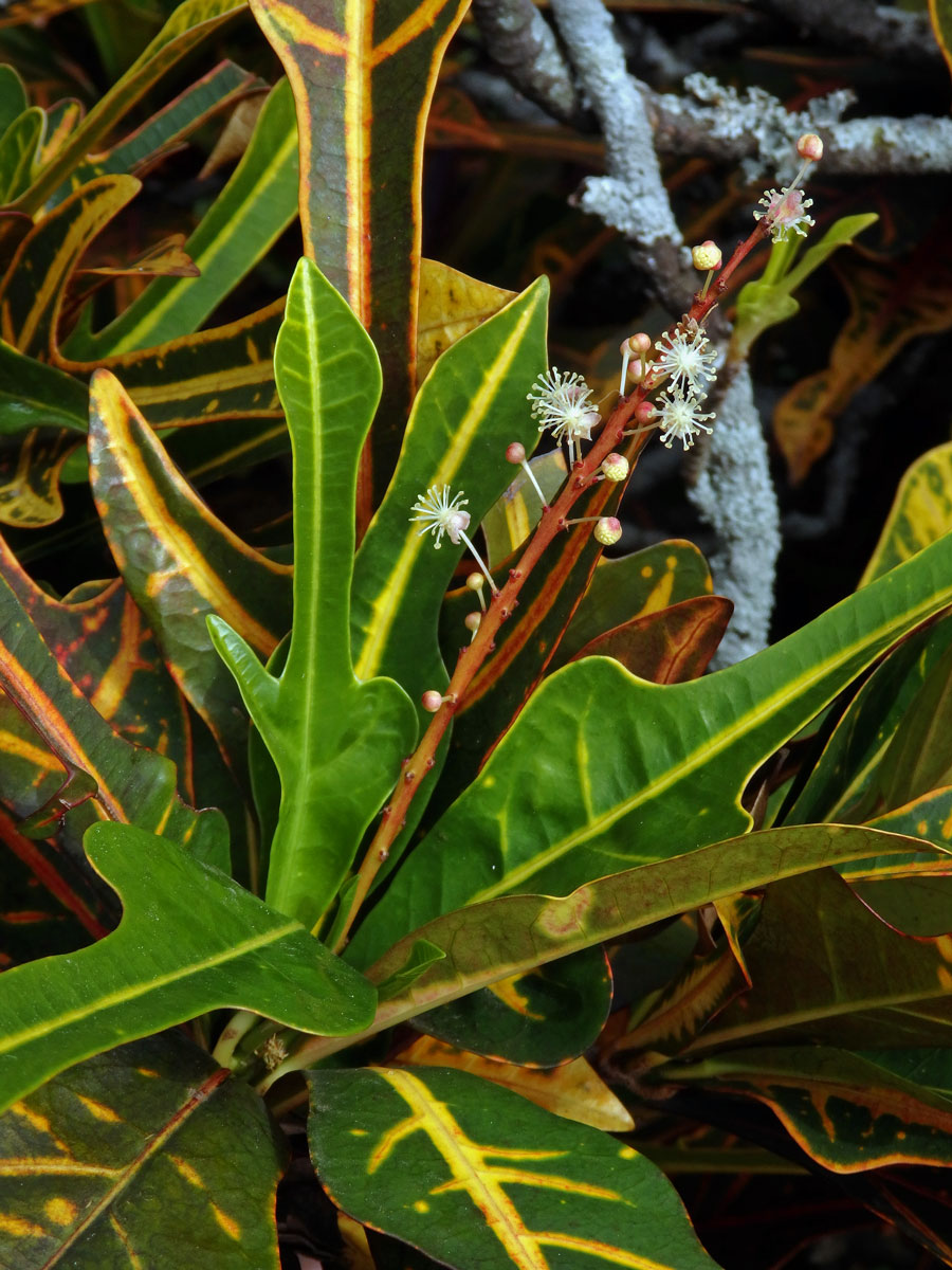 Codiaeum variegatum (L.) Blume