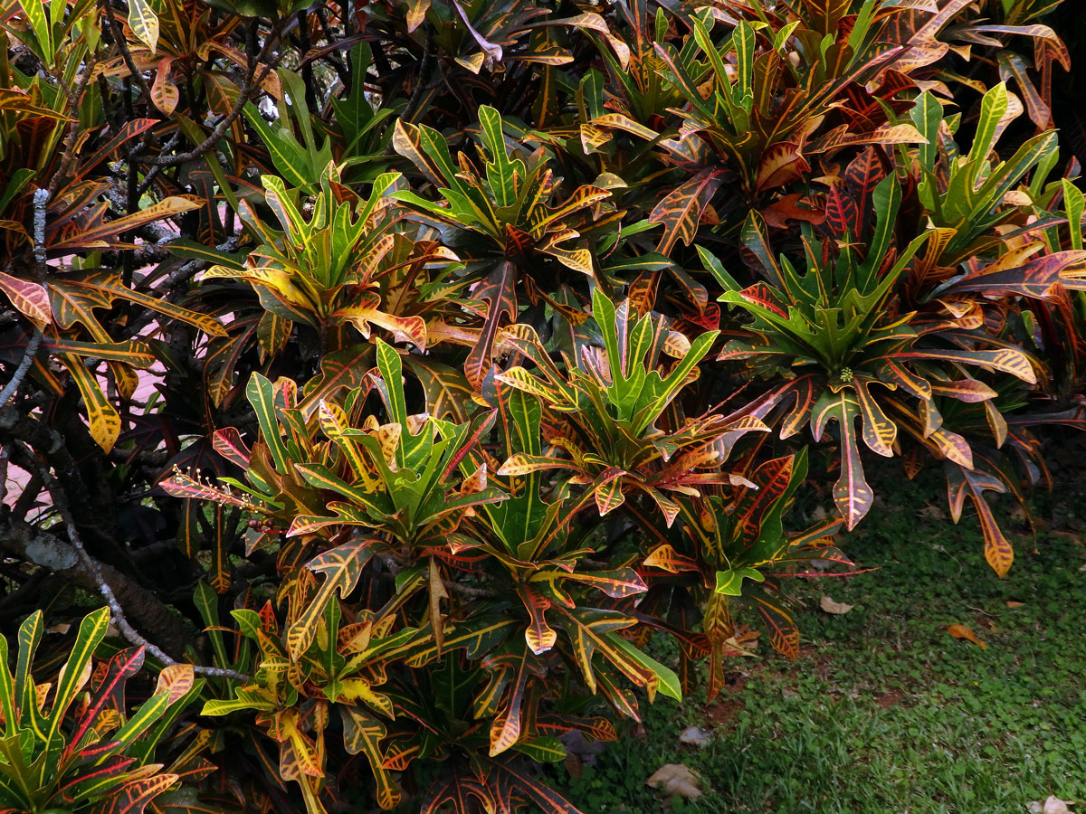 Codiaeum variegatum (L.) Blume