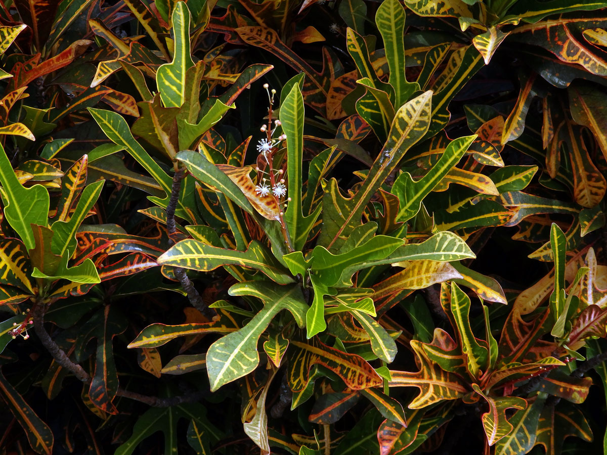 Codiaeum variegatum (L.) Blume