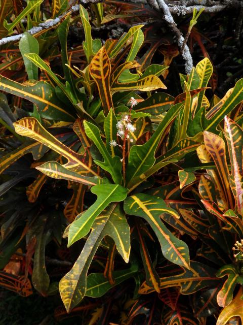 Codiaeum variegatum (L.) Blume