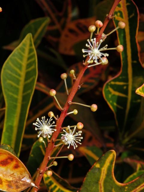 Codiaeum variegatum (L.) Blume