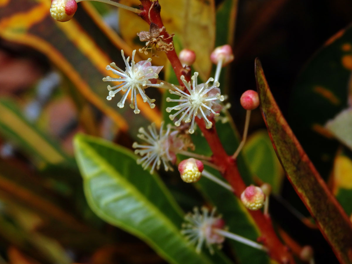 Codiaeum variegatum (L.) Blume