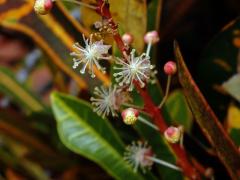 Codiaeum variegatum (L.) Blume