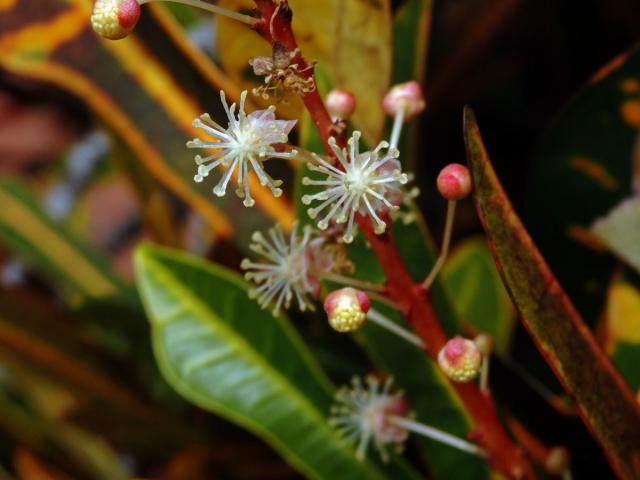 Codiaeum variegatum (L.) Blume