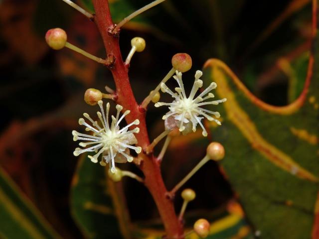 Codiaeum variegatum (L.) Blume