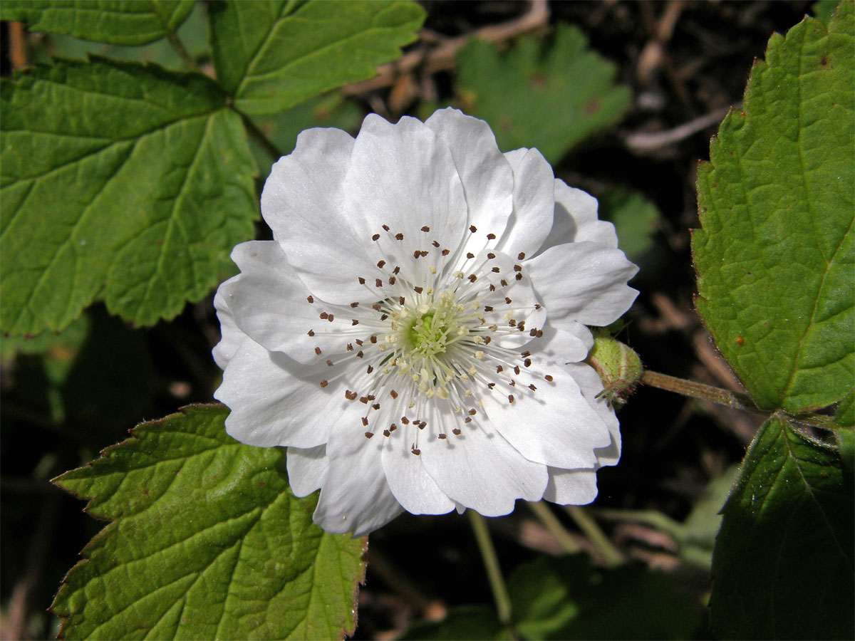 Ostružiník ježiník (Rubus caesius L.) - květ s vícečetnými korunními lístky (3)