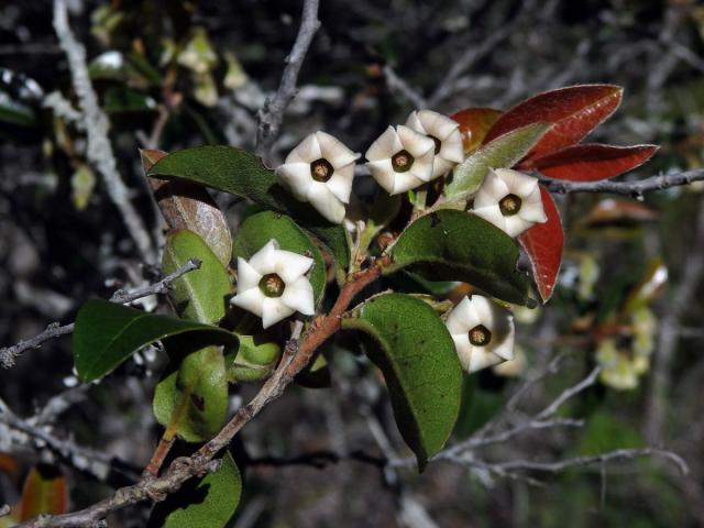 Diospyros lycioides Desf.