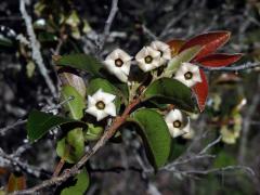 Diospyros lycioides Desf.