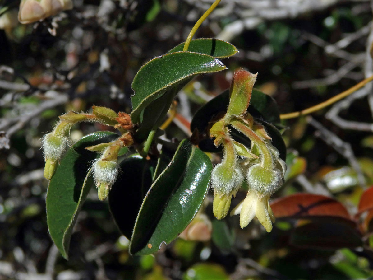 Diospyros lycioides Desf.