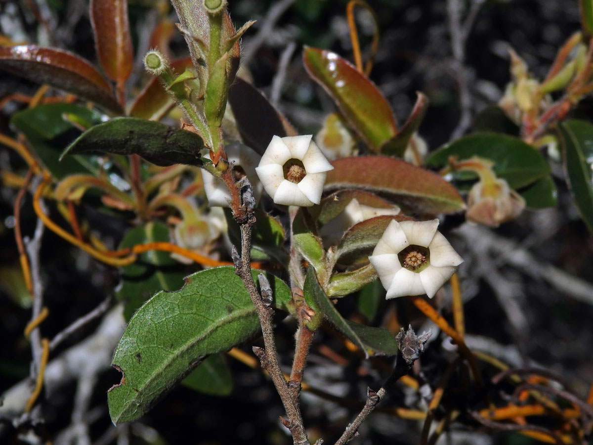 Diospyros lycioides Desf.