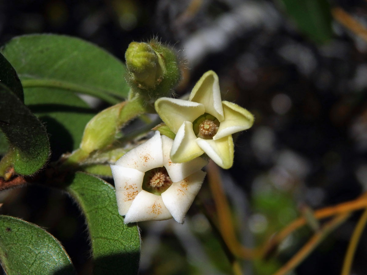 Diospyros lycioides Desf.