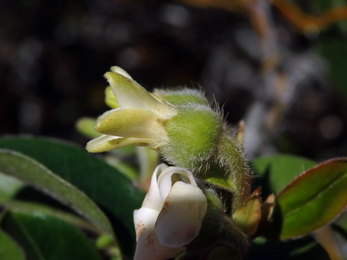 Diospyros lycioides Desf.