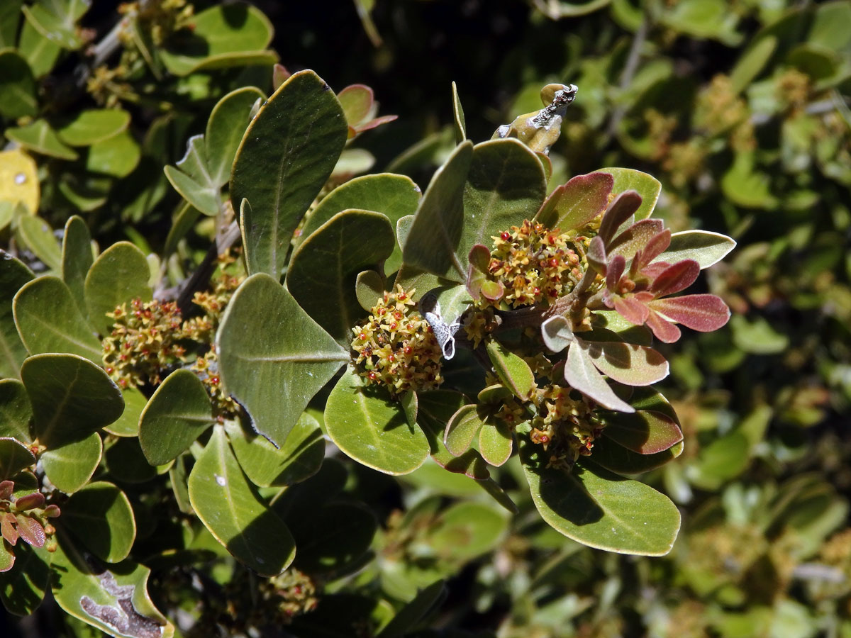 Searsia lucida (L.) F. A. Barkley