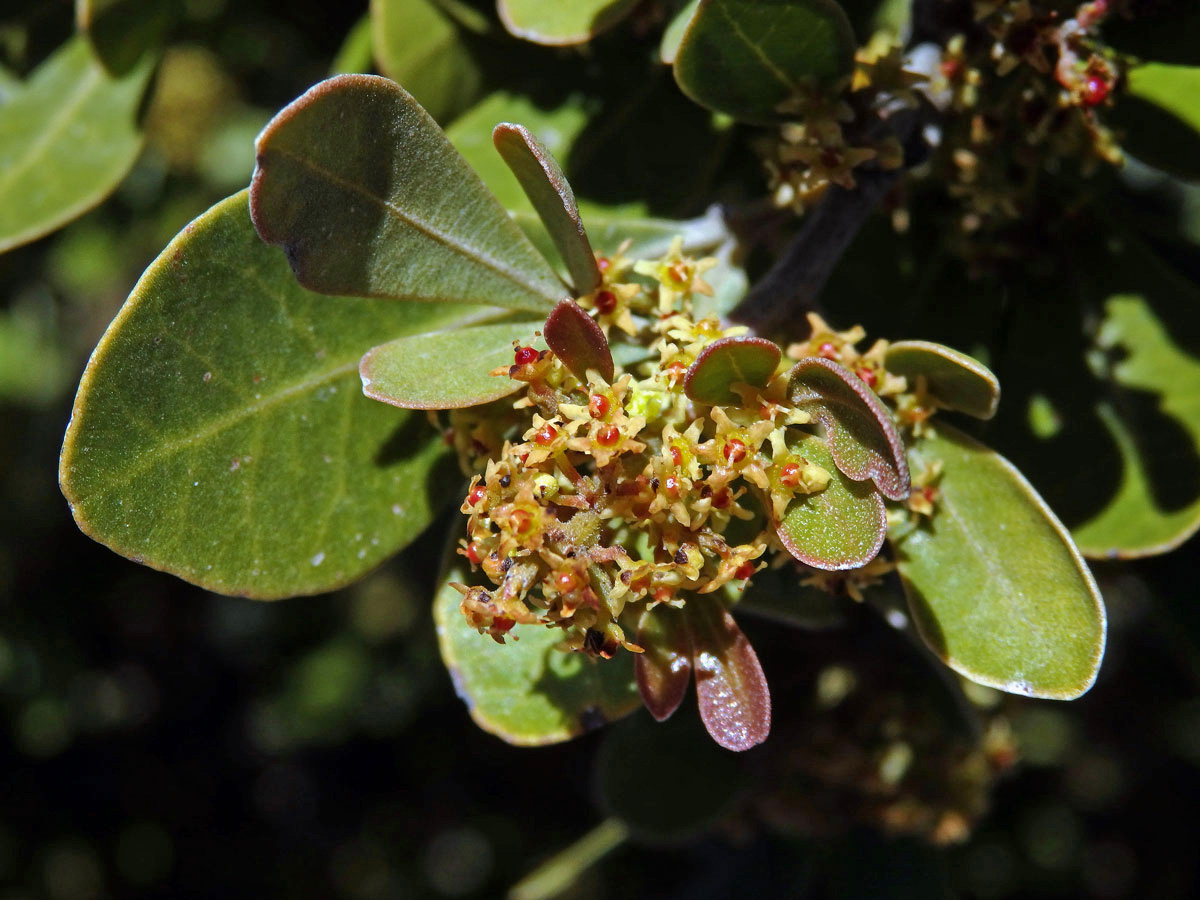 Searsia lucida (L.) F. A. Barkley