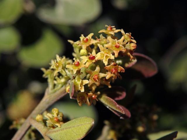 Searsia lucida (L.) F. A. Barkley