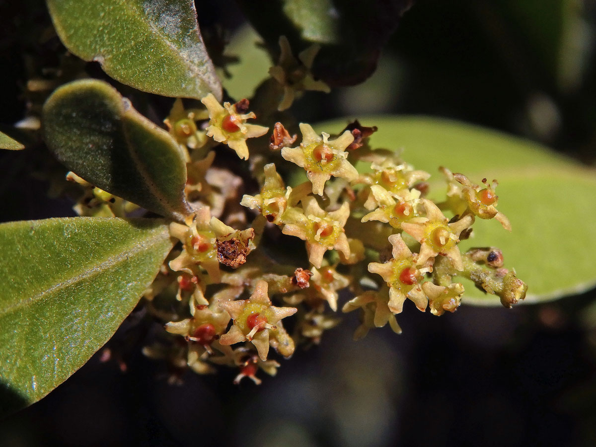 Searsia lucida (L.) F. A. Barkley