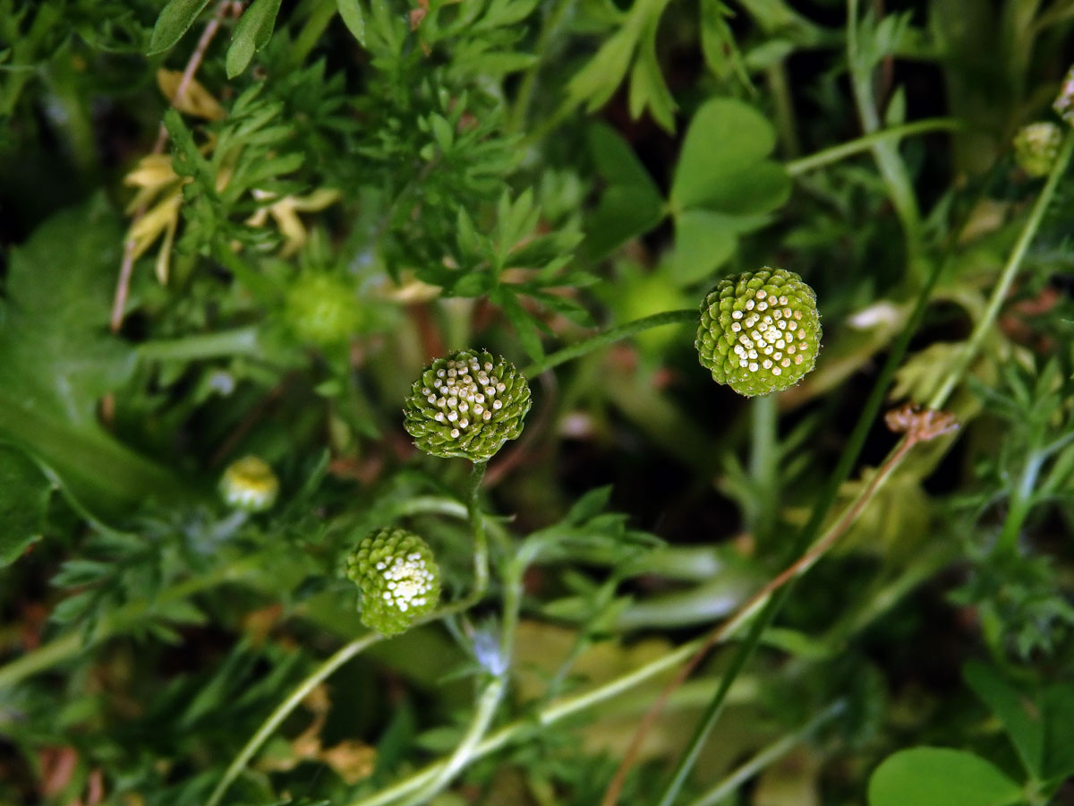 Mechovec australský (Cotula australis L.)