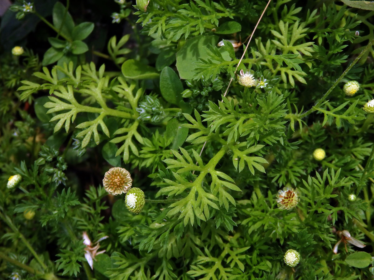 Mechovec australský (Cotula australis L.)