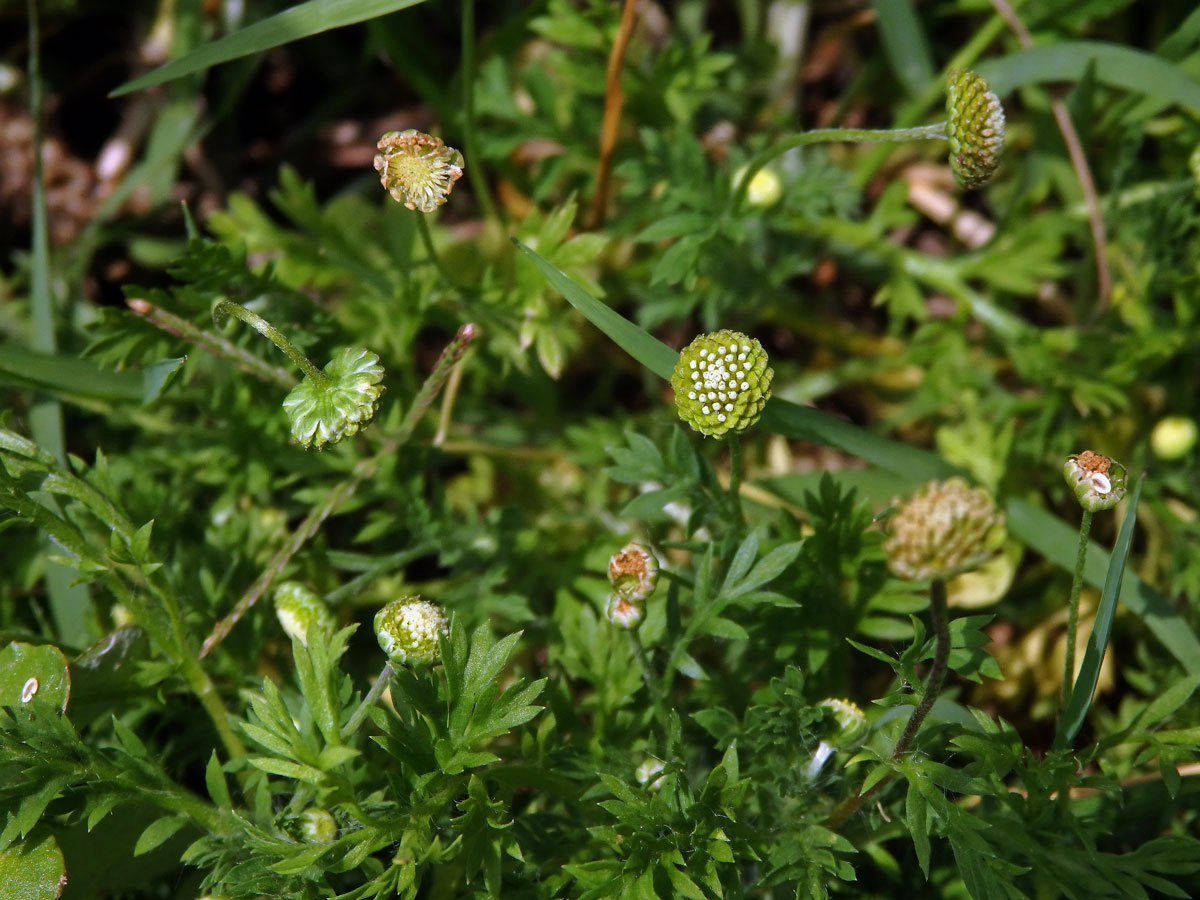 Mechovec australský (Cotula australis L.)