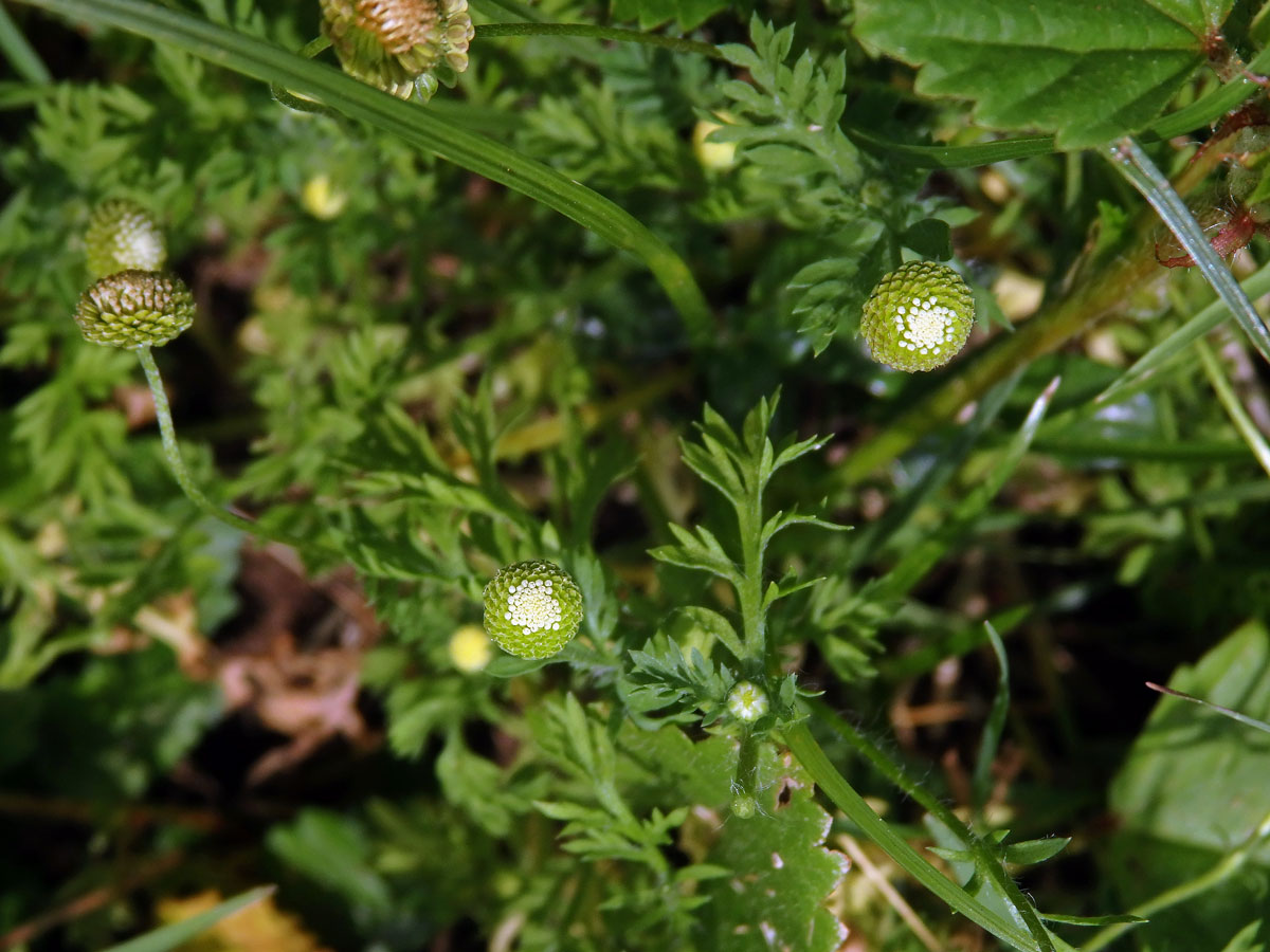 Mechovec australský (Cotula australis L.)