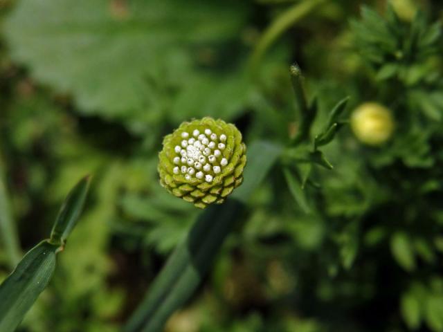 Mechovec australský (Cotula australis L.)