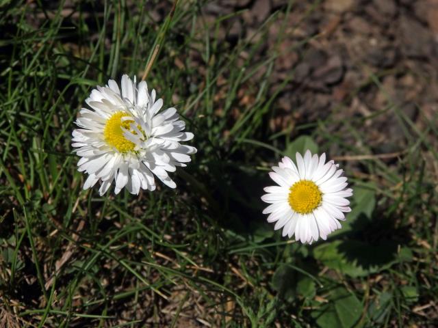 Sedmikráska obecná - chudobka (Bellis perennis L.), úbor se zmnoženými jazykovými květy