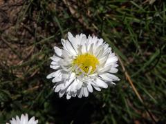 Sedmikráska obecná - chudobka (Bellis perennis L.), úbor se zmnoženými jazykovými květy