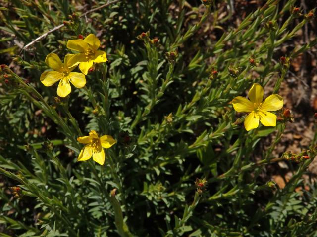 Len (Linum africanum L.)