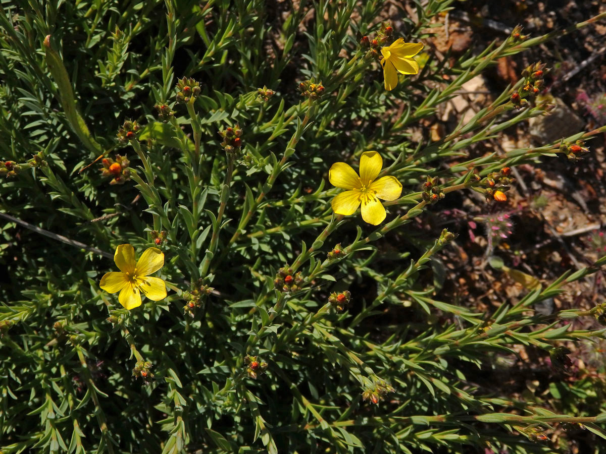 Len (Linum africanum L.)