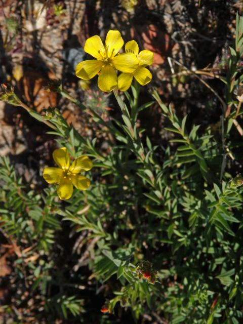 Len (Linum africanum L.)