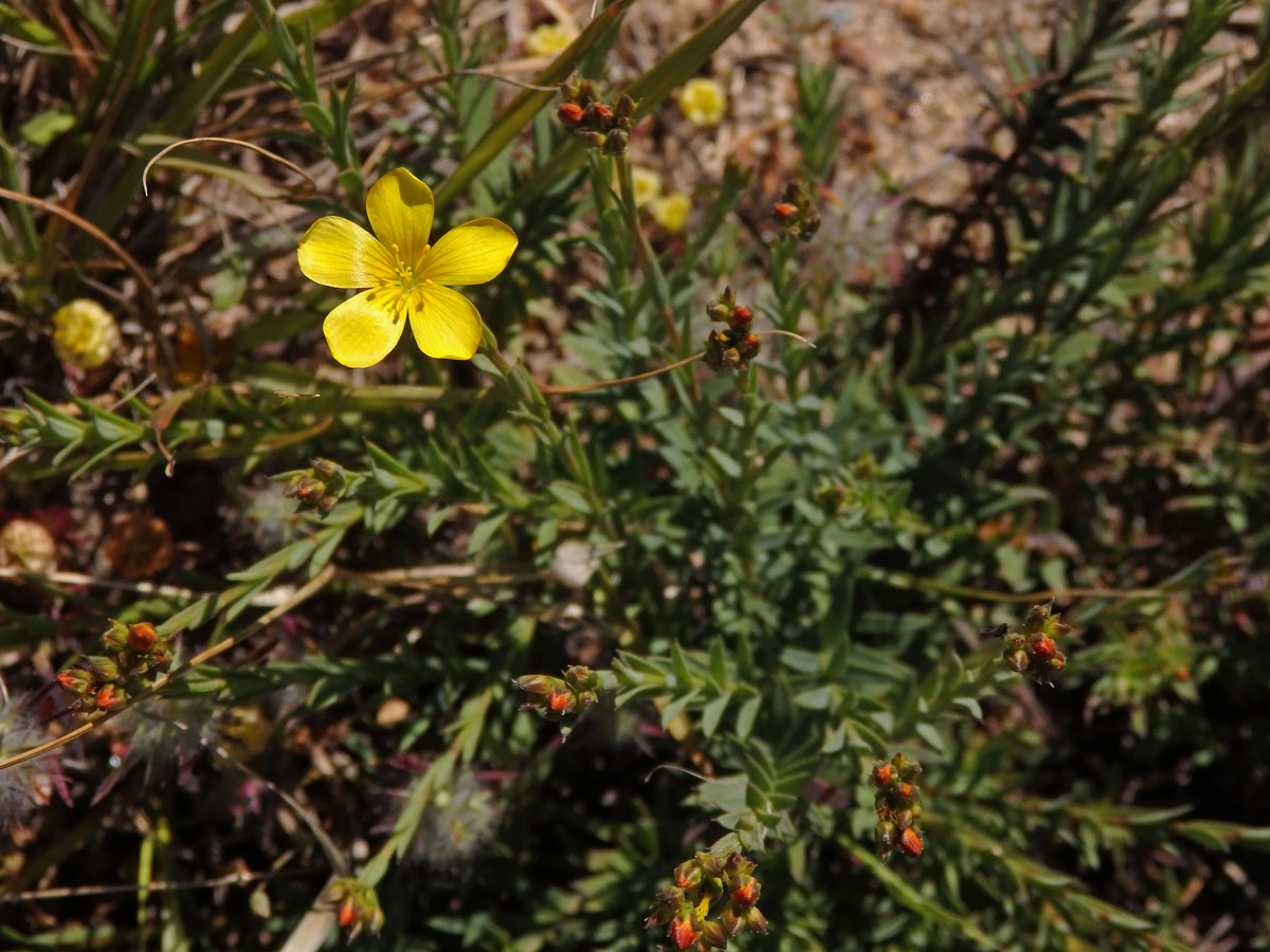 Len (Linum africanum L.)