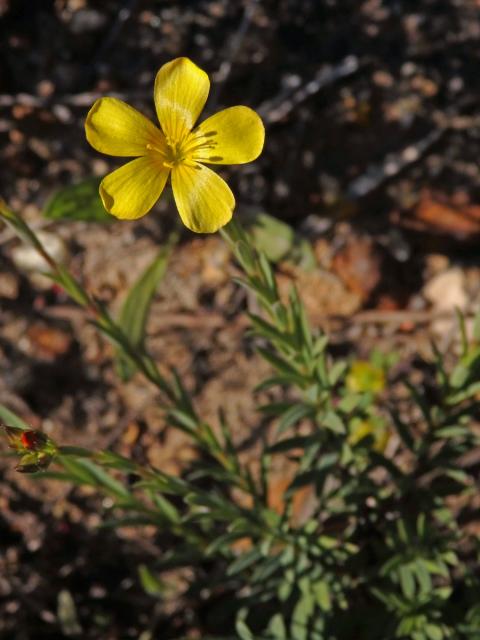 Len (Linum africanum L.)