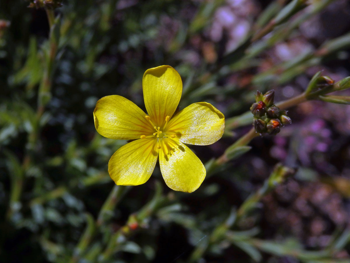 Len (Linum africanum L.)