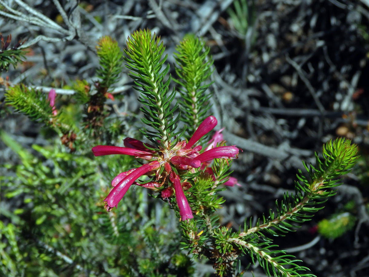 Vřesovec (Erica abietina L. subsp. atrorosea)