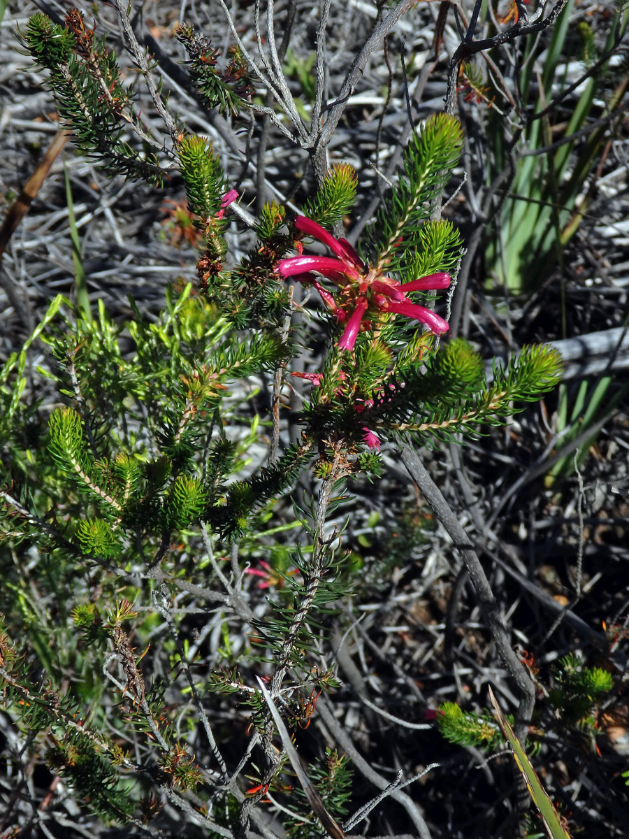 Vřesovec (Erica abietina L. subsp. atrorosea)