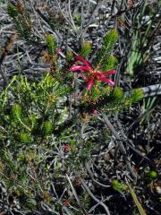 Vřesovec (Erica abietina L. subsp. atrorosea)