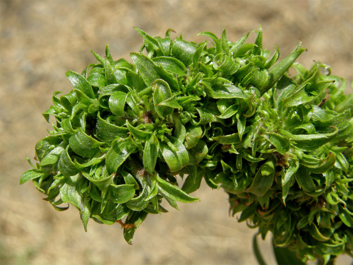 Hálky vlnovníka (Eriophyes (Stenacis) triradiatus); vrba Matsudova