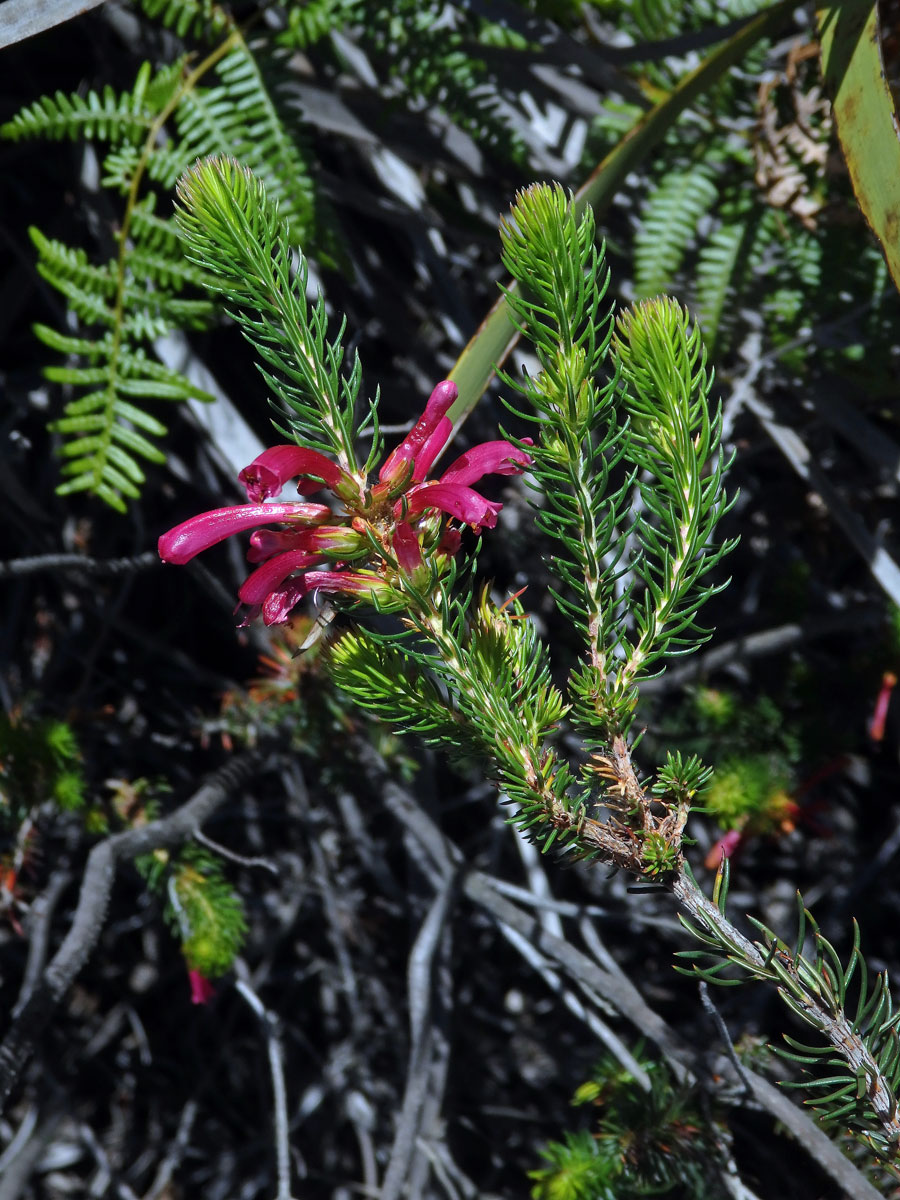 Vřesovec (Erica abietina L. subsp. atrorosea)