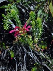 Vřesovec (Erica abietina L. subsp. atrorosea)