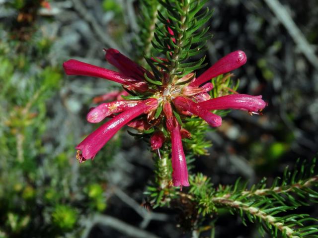 Vřesovec (Erica abietina L. subsp. atrorosea)