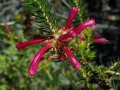 Vřesovec (Erica abietina L. subsp. atrorosea)