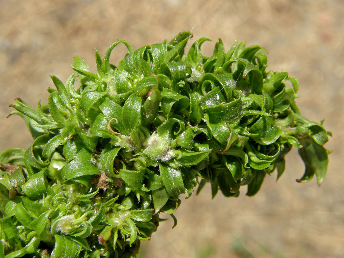 Hálky vlnovníka (Eriophyes (Stenacis) triradiatus); vrba Matsudova