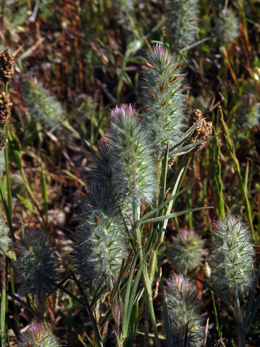 Jetel úzkolistý (Trifolium angustifolium ssp. angustifolium L.)