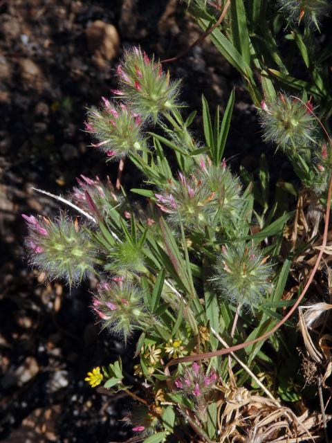 Jetel úzkolistý (Trifolium angustifolium ssp. angustifolium L.)